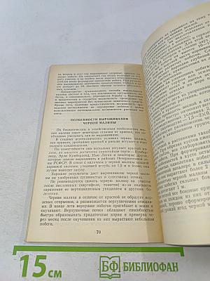 Малина в саду