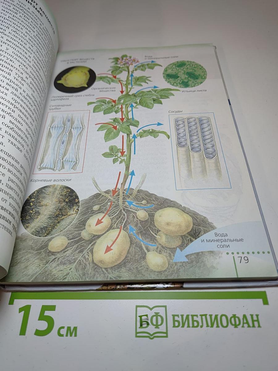 Биология. Живой организм. 6 класс
