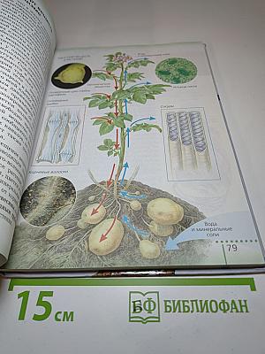 Биология. Живой организм. 6 класс