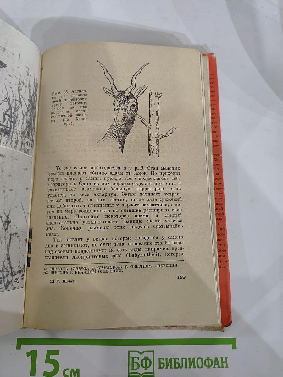 От пчелы до гориллы