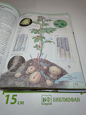Биология. Живой организм 6 класс