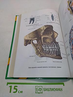 Энциклопедия народной медицины
