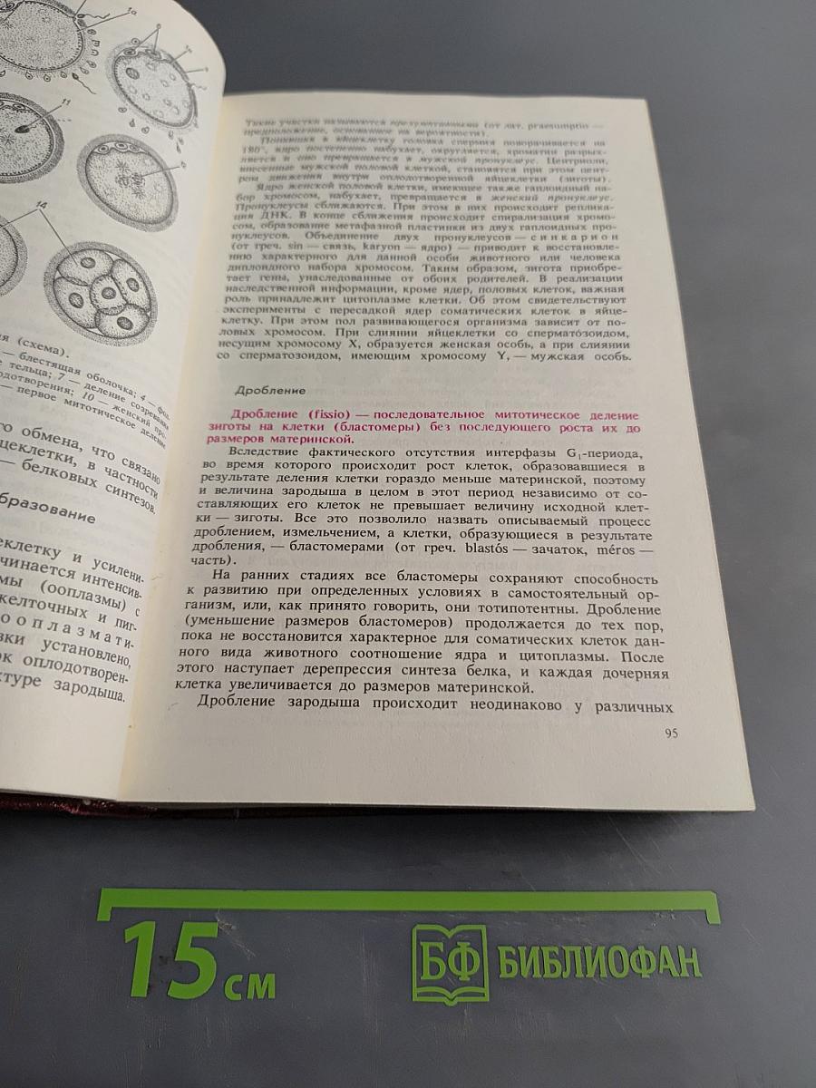 Гистология