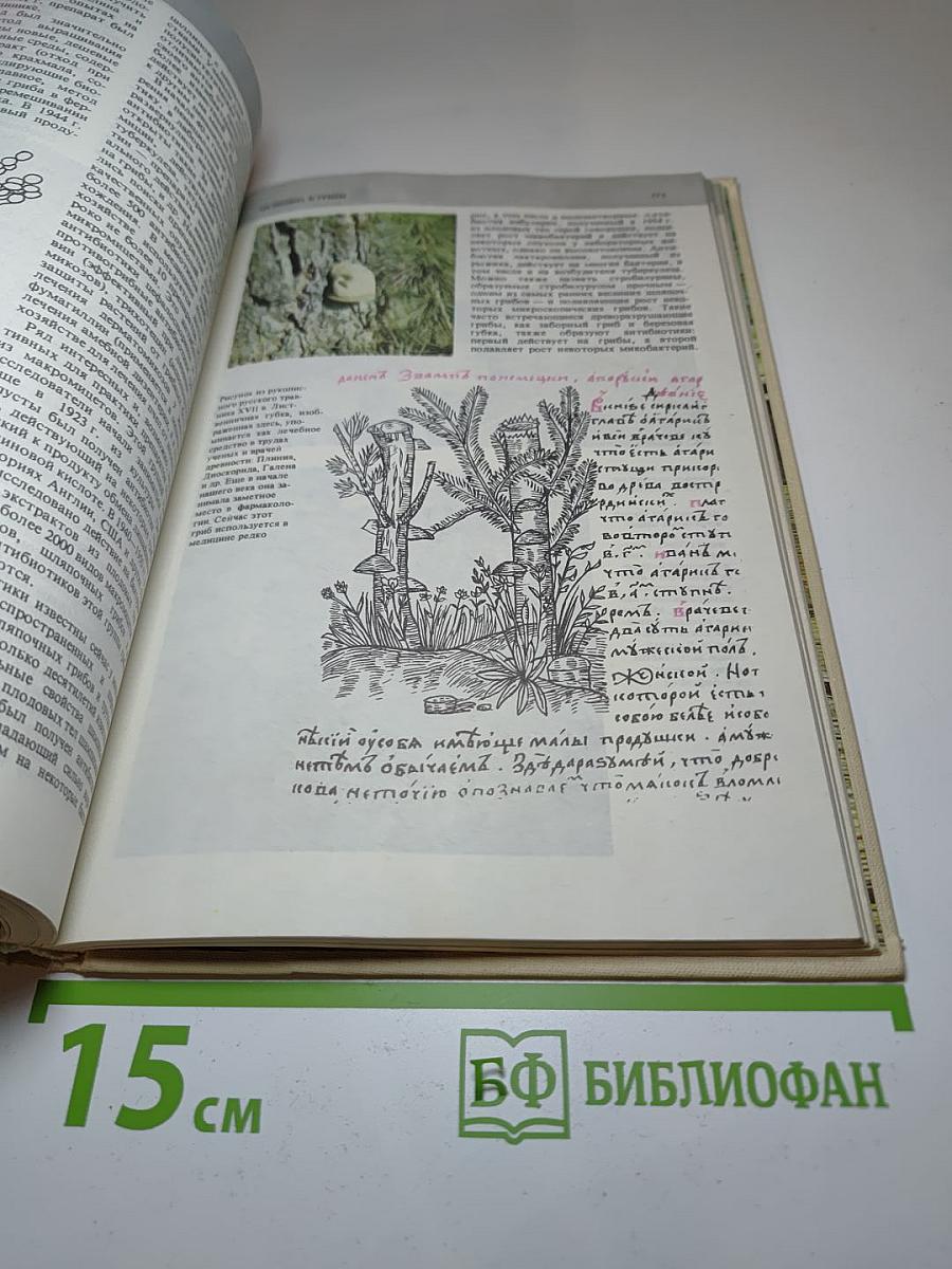 Всё о грибах