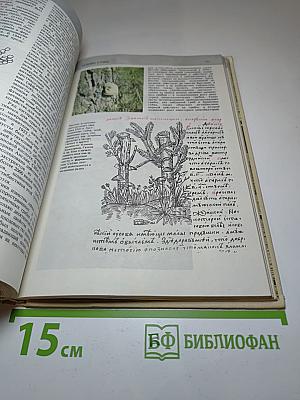 Всё о грибах