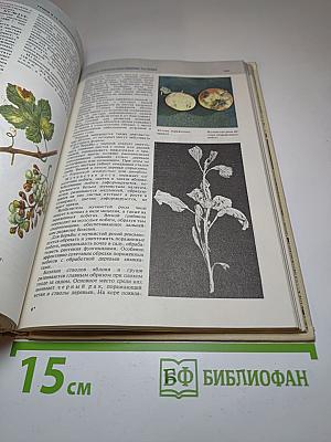 Всё о грибах