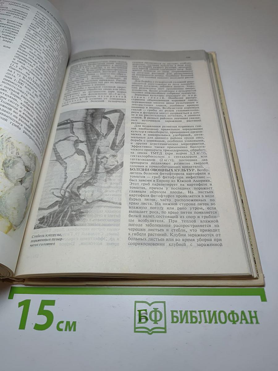 Всё о грибах