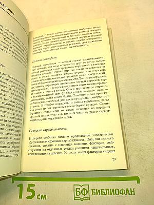 Бабочки