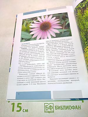 Декоративные многолетники