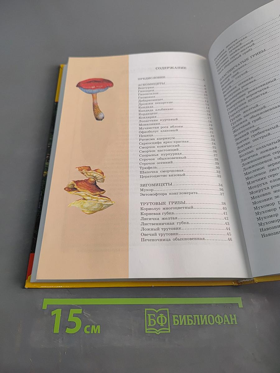 Большая энциклопедия природы. Грибы