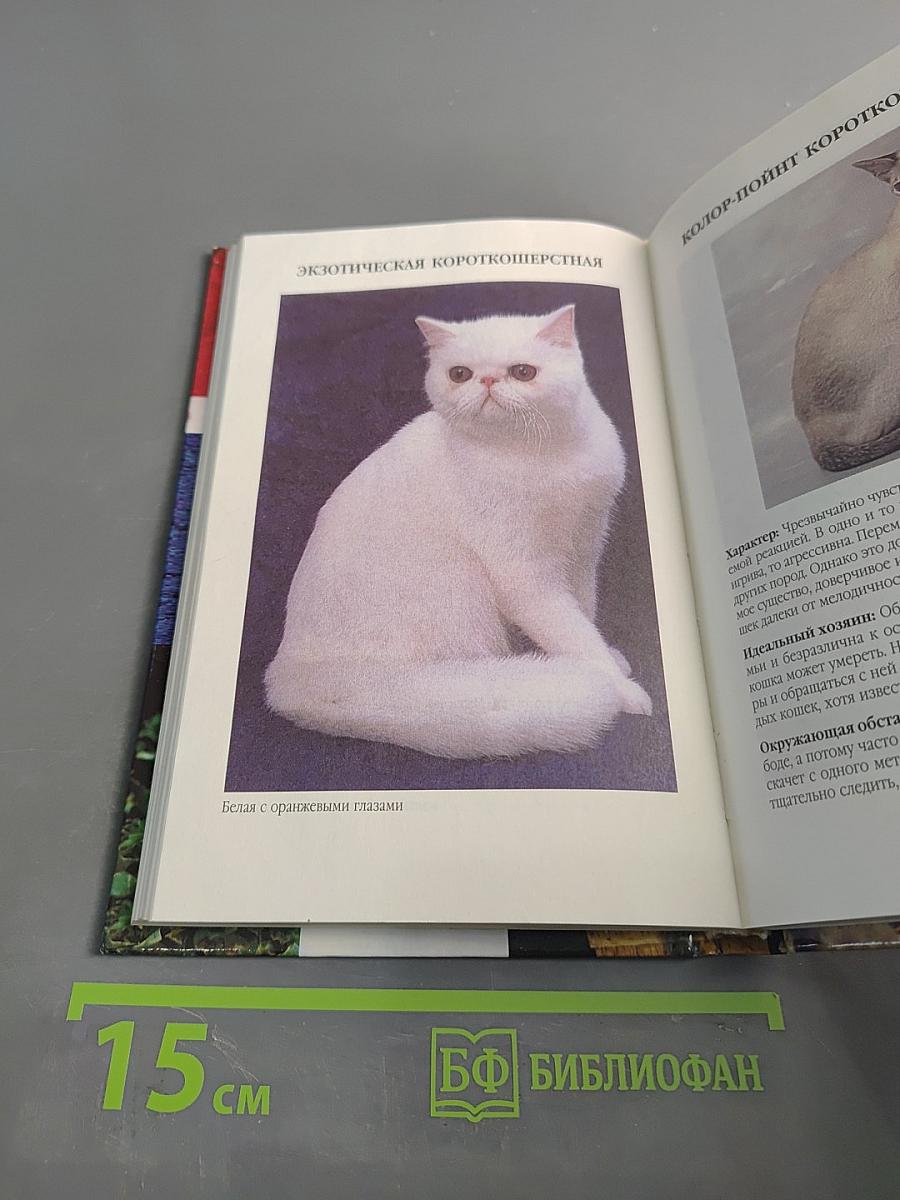 Эти удивительные кошки