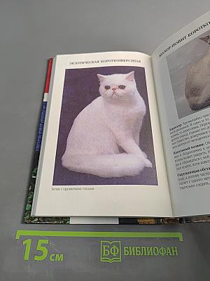 Эти удивительные кошки