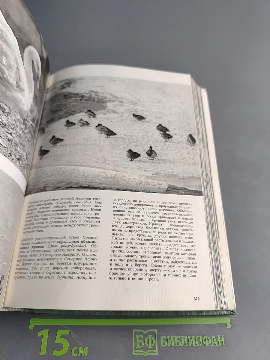 Иллюстрированная энциклопедия животных