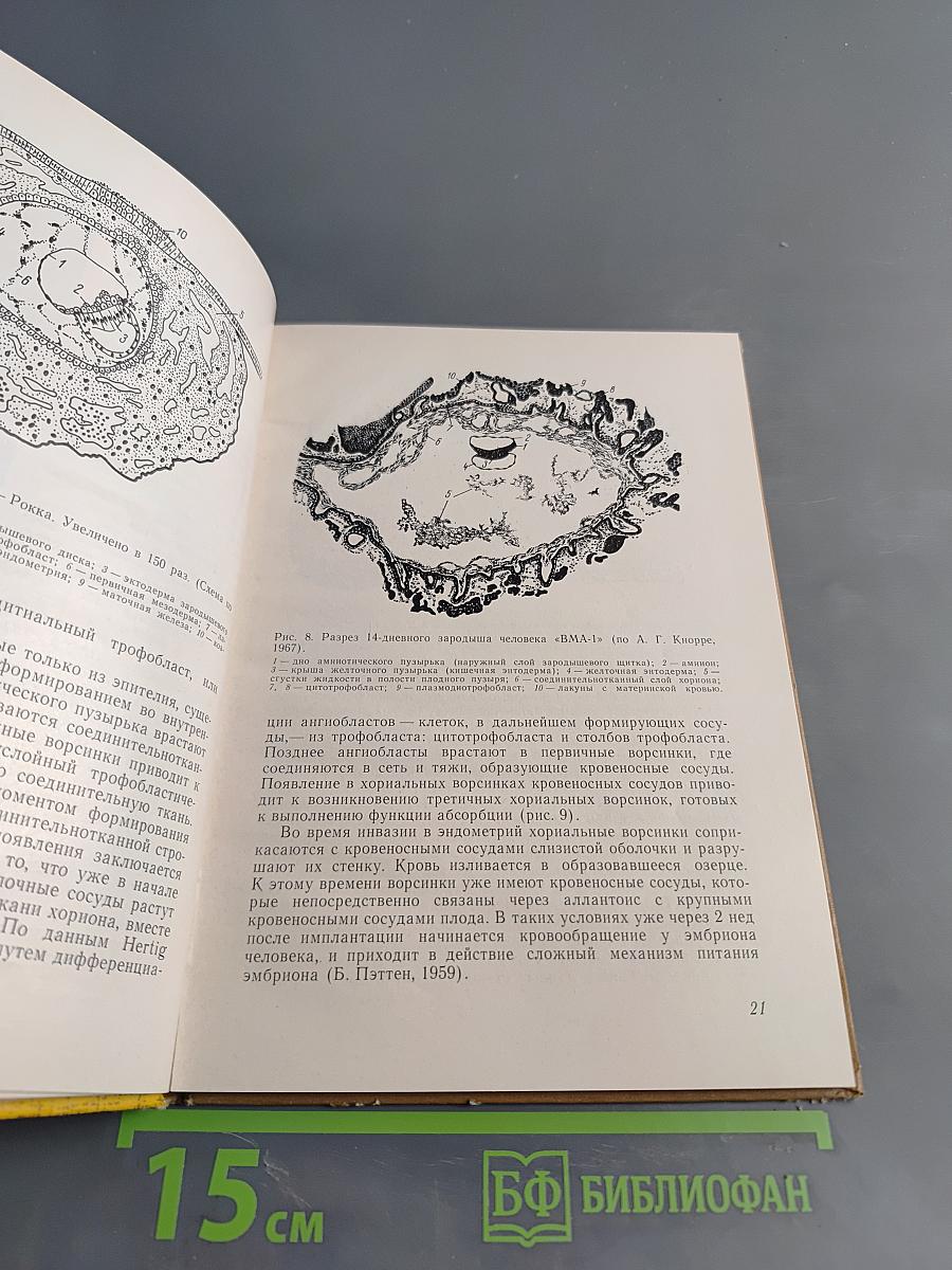 Функциональная морфология плацентарного барьера человека