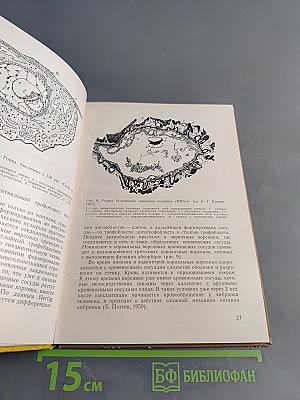 Функциональная морфология плацентарного барьера человека