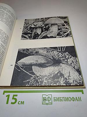 Когда шагаешь по тропе