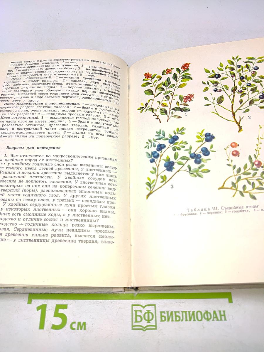 Школьник о лесе