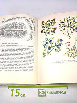Школьник о лесе