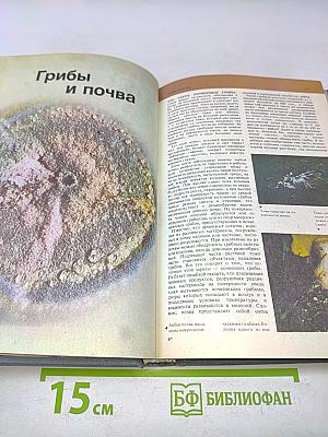 Всё о грибах