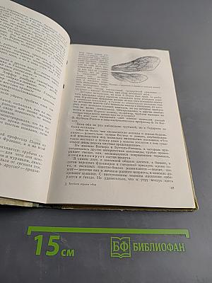 Трубачи играют сбор