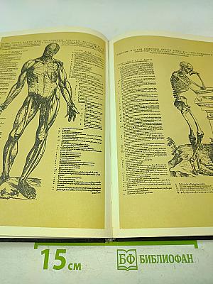 Эпитоме. Извлечение из своих книг о строении человеческого тела