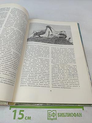 Розовые чайки и черные журавли