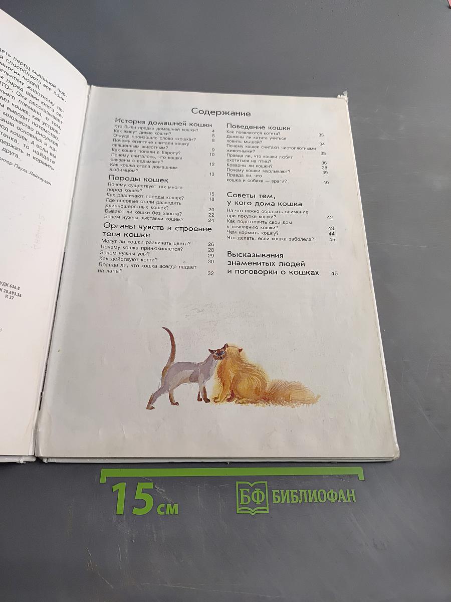 Кошки