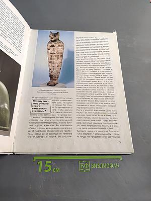Кошки