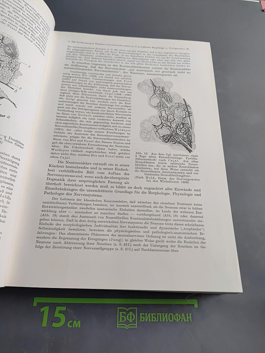 Das Nervensystem des Menschen