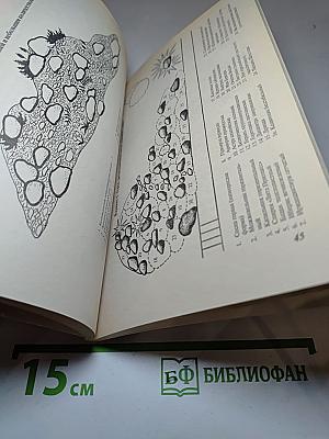 Каменистые горки
