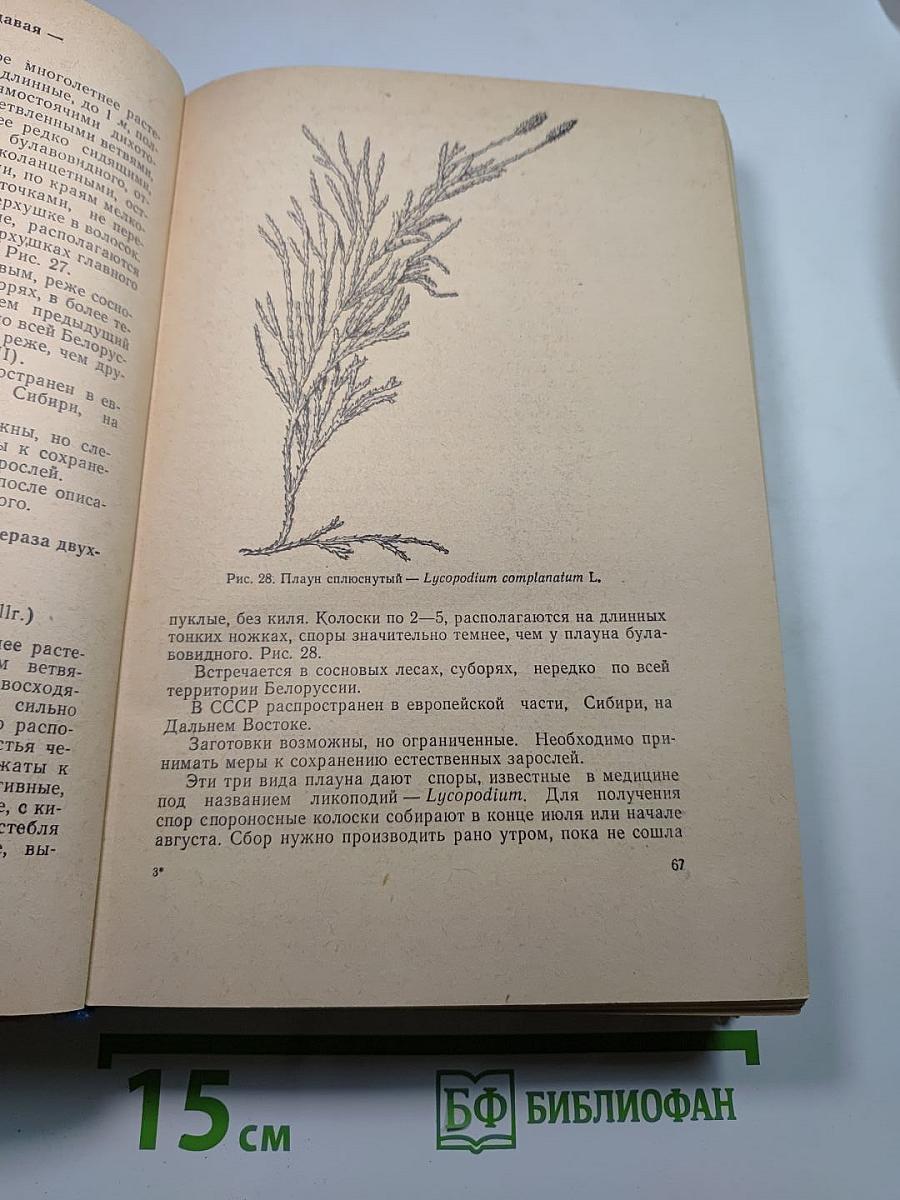 Лекарственные растения и их применение