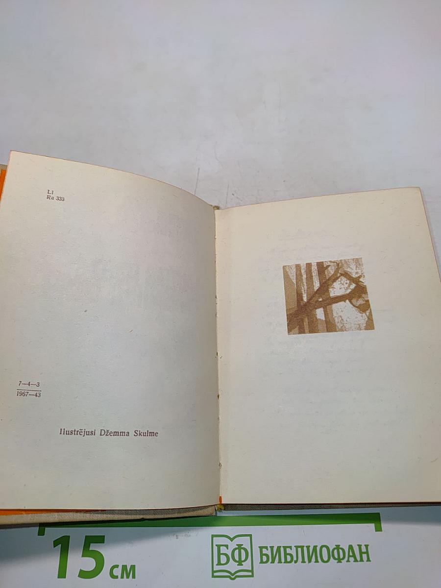 Lauztās priedes. Сломанные сосны