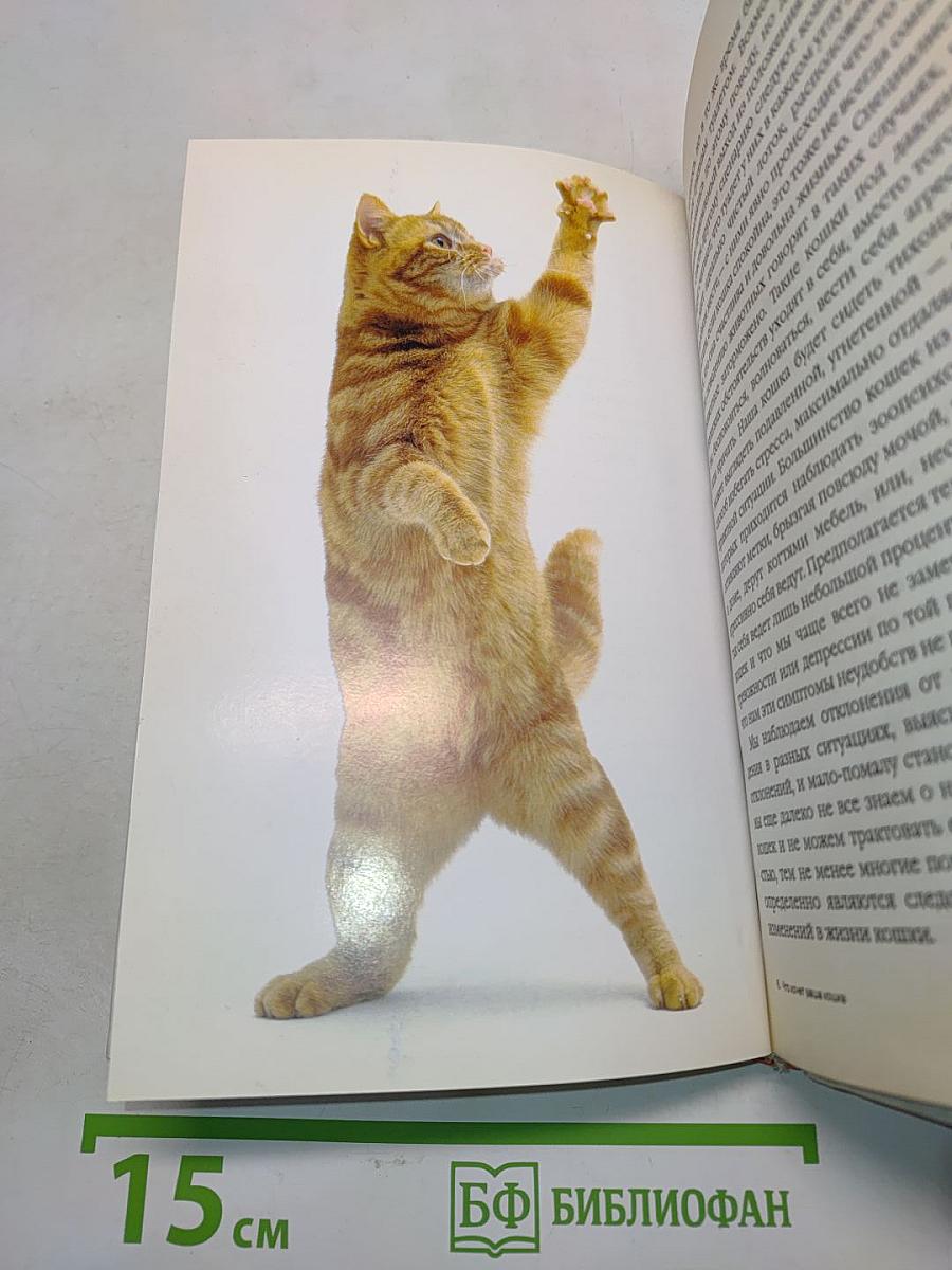 Что хочет ваша кошка