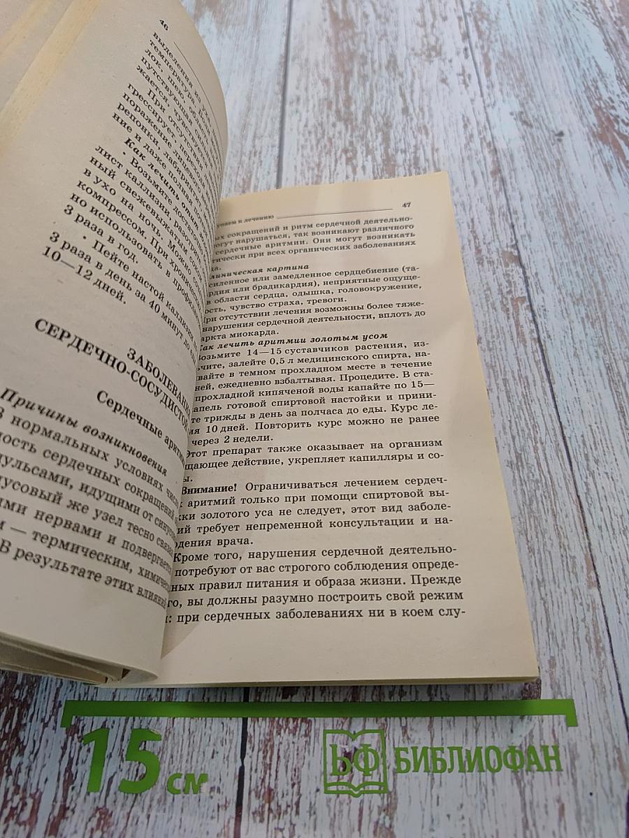 Золотой ус — лекарь на подоконнике
