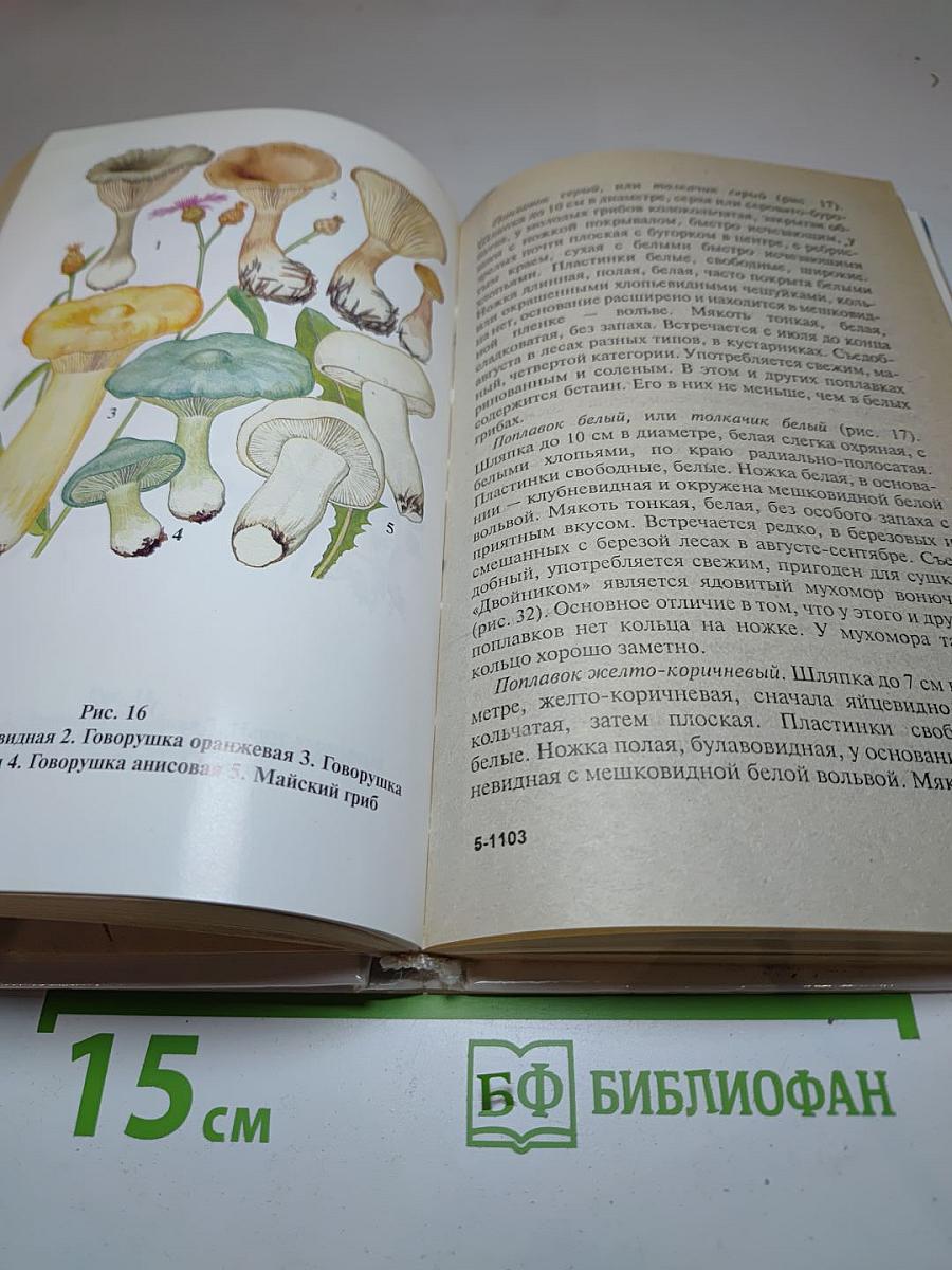 Грибы
