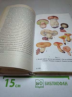 Грибы