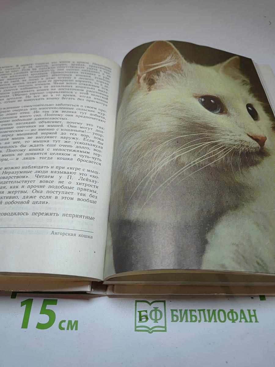 Кошка в вашем доме