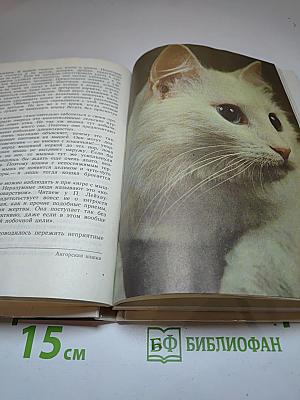 Кошка в вашем доме