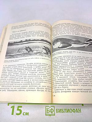 Мир бутылконосого дельфина