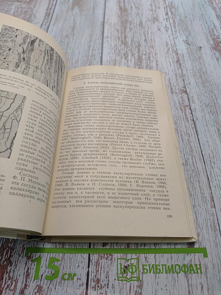 Строение вен