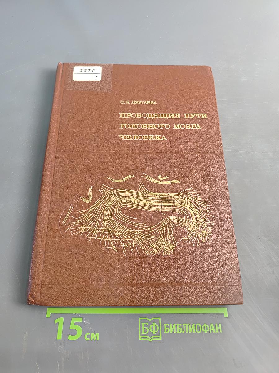 Проводящие пути головного мозга человека (в онтогенезе)