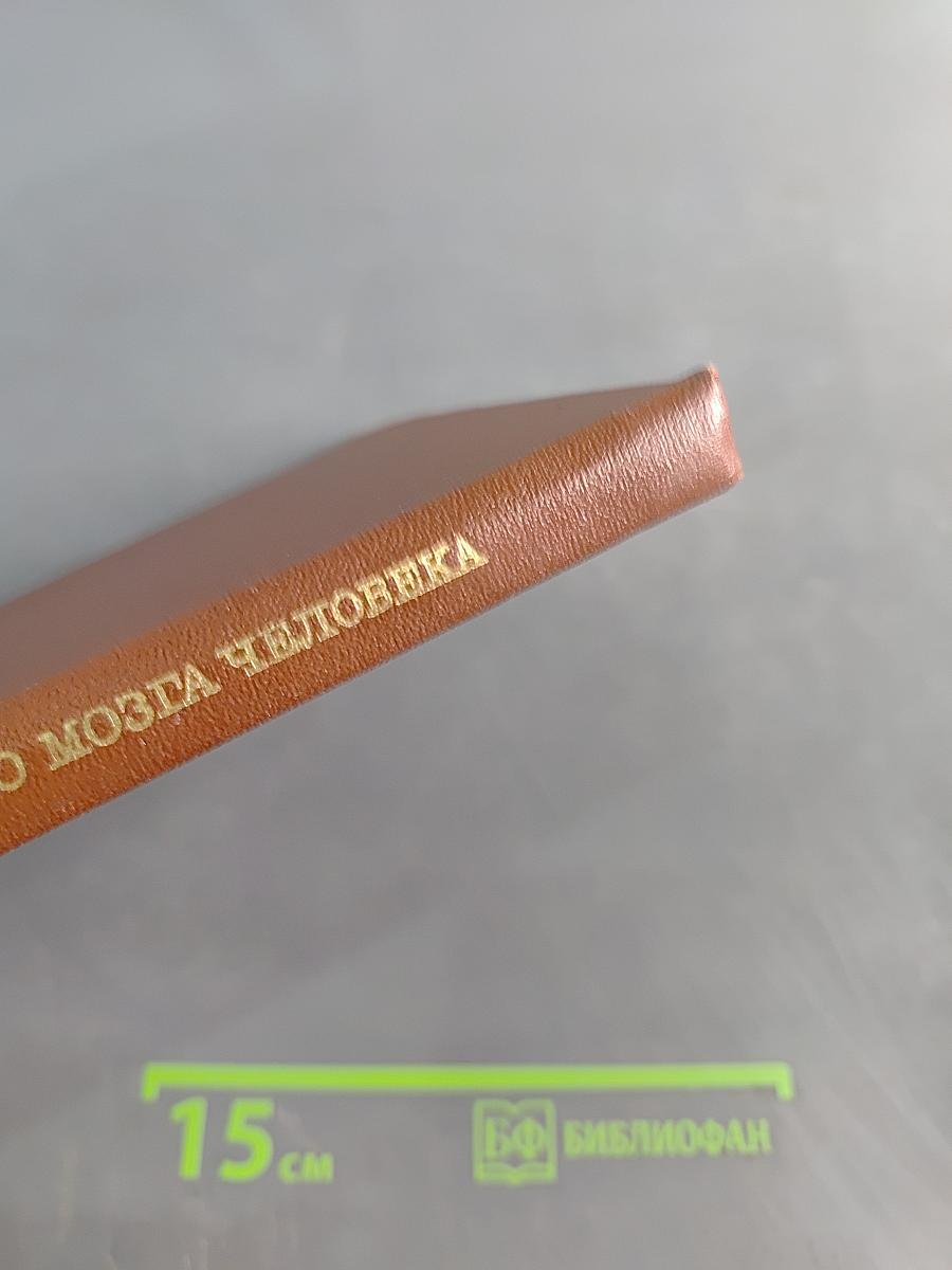 Проводящие пути головного мозга человека (в онтогенезе)
