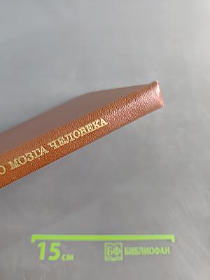 Проводящие пути головного мозга человека (в онтогенезе)