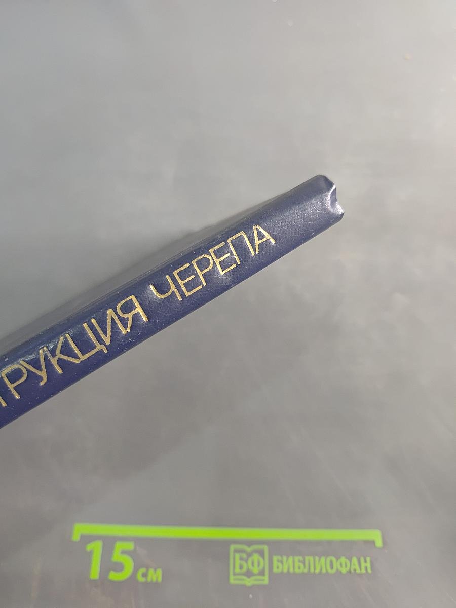 Форма и конструкция черепа