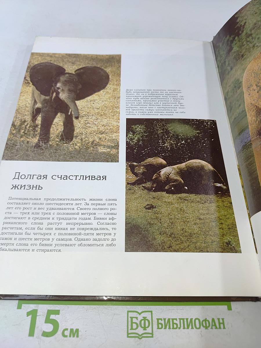 Дикие стада