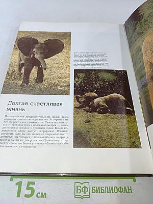 Дикие стада