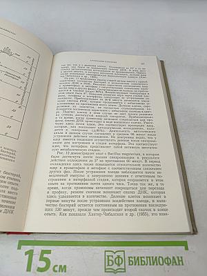 Анатомия бактерий
