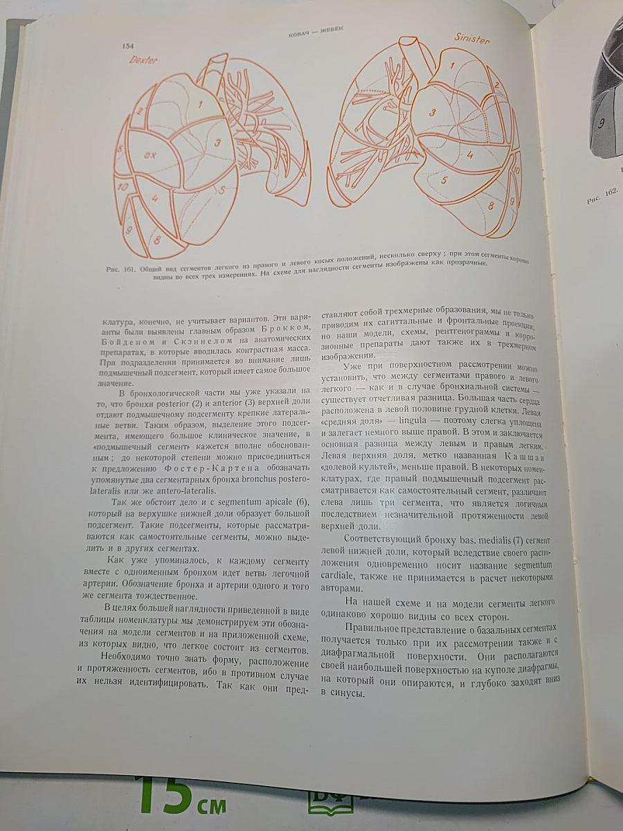 Рентгеноанатомические основы исследования легких