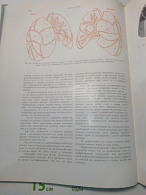 Рентгеноанатомические основы исследования легких