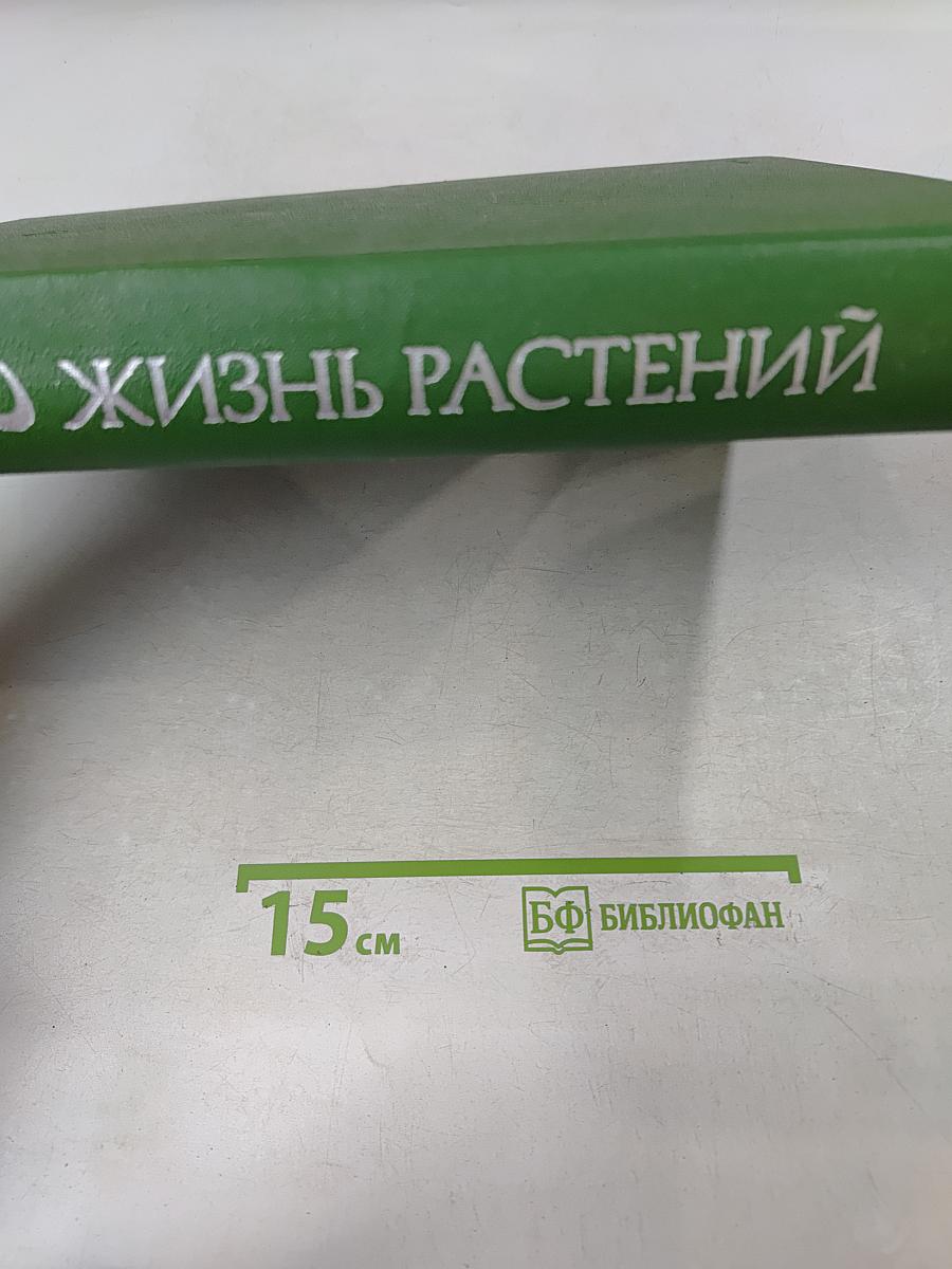 Грибы